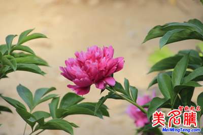 2017年最具價值中國品牌100強(qiáng)(附100強(qiáng)品牌名字榜單)